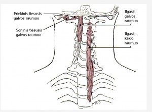 Kaklo raumenys